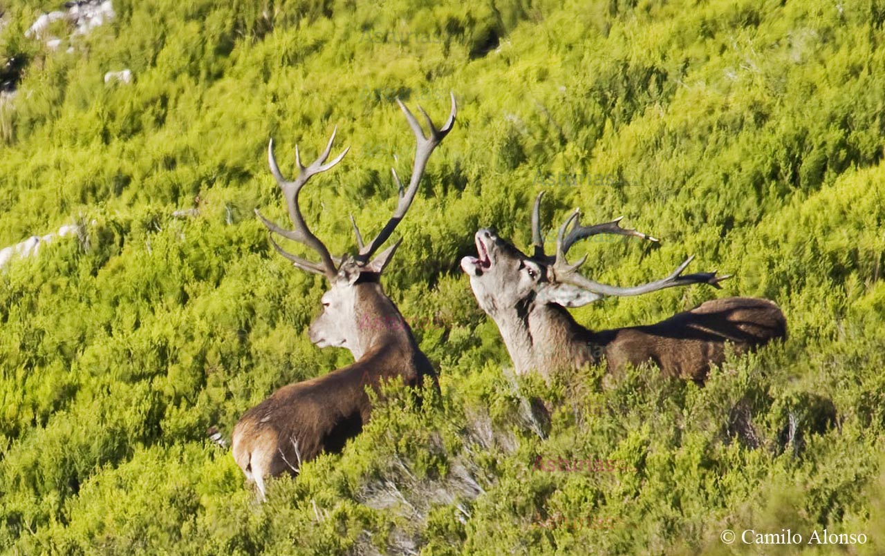 La Berrea. Otoño en Aller